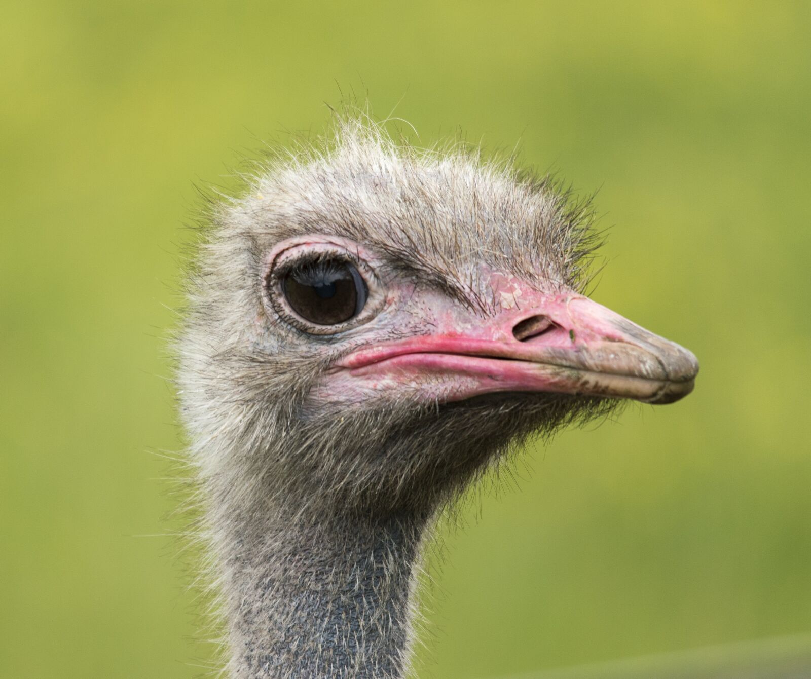 Nikon D5600 sample photo. Ostrich, bird, head photography