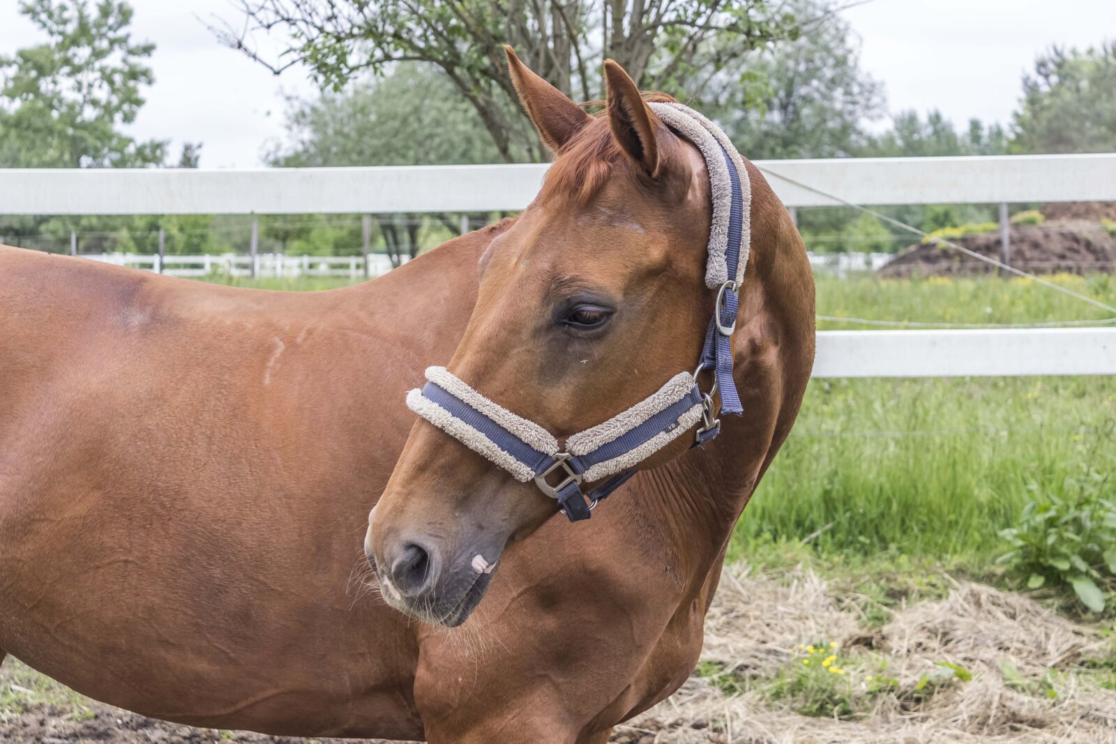 Canon EOS 600D (Rebel EOS T3i / EOS Kiss X5) sample photo. Horse, brown, stallion photography
