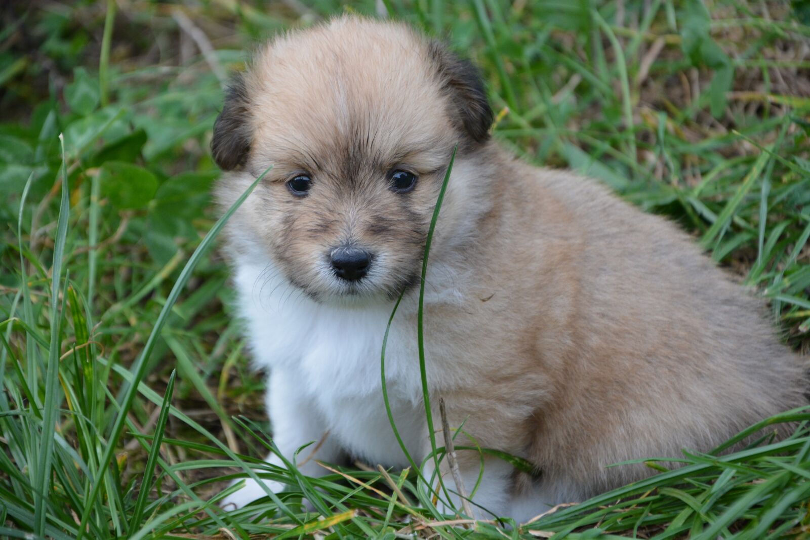 Nikon D5200 sample photo. Puppy, pup, puppies colour photography