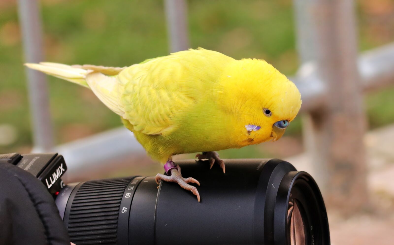 Canon EOS 80D sample photo. Budgie, bird, yellow photography