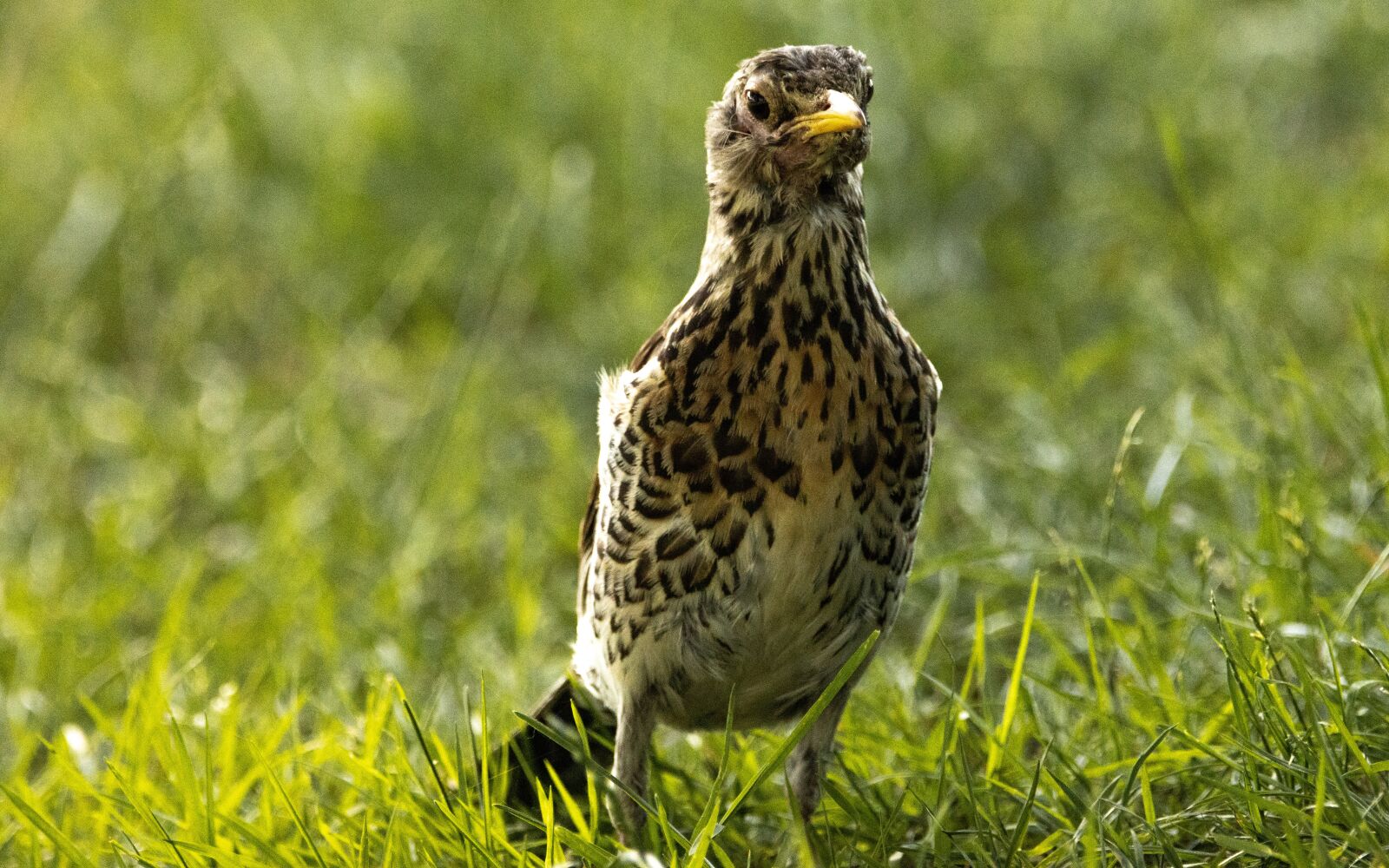 150-600mm F5-6.3 DG OS HSM | Contemporary 015 sample photo. Song thrush, grass, nature photography