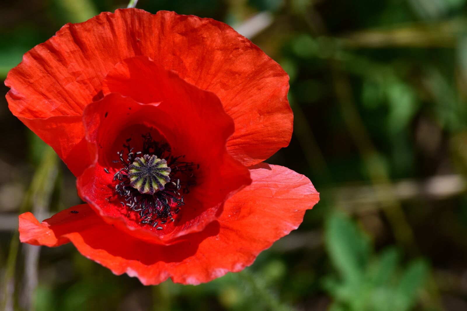 Nikon D3300 sample photo. Poppy, flower, poppy flower photography