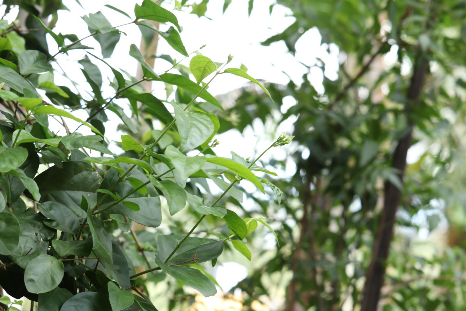 Canon EOS 250D (EOS Rebel SL3 / EOS Kiss X10 / EOS 200D II) sample photo. Leaf, nature, green photography