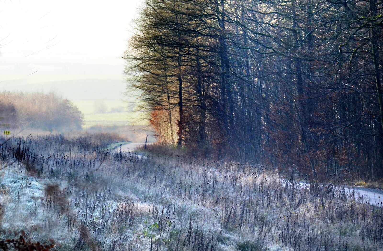 Nikon D5100 sample photo. Forest, path, frost photography