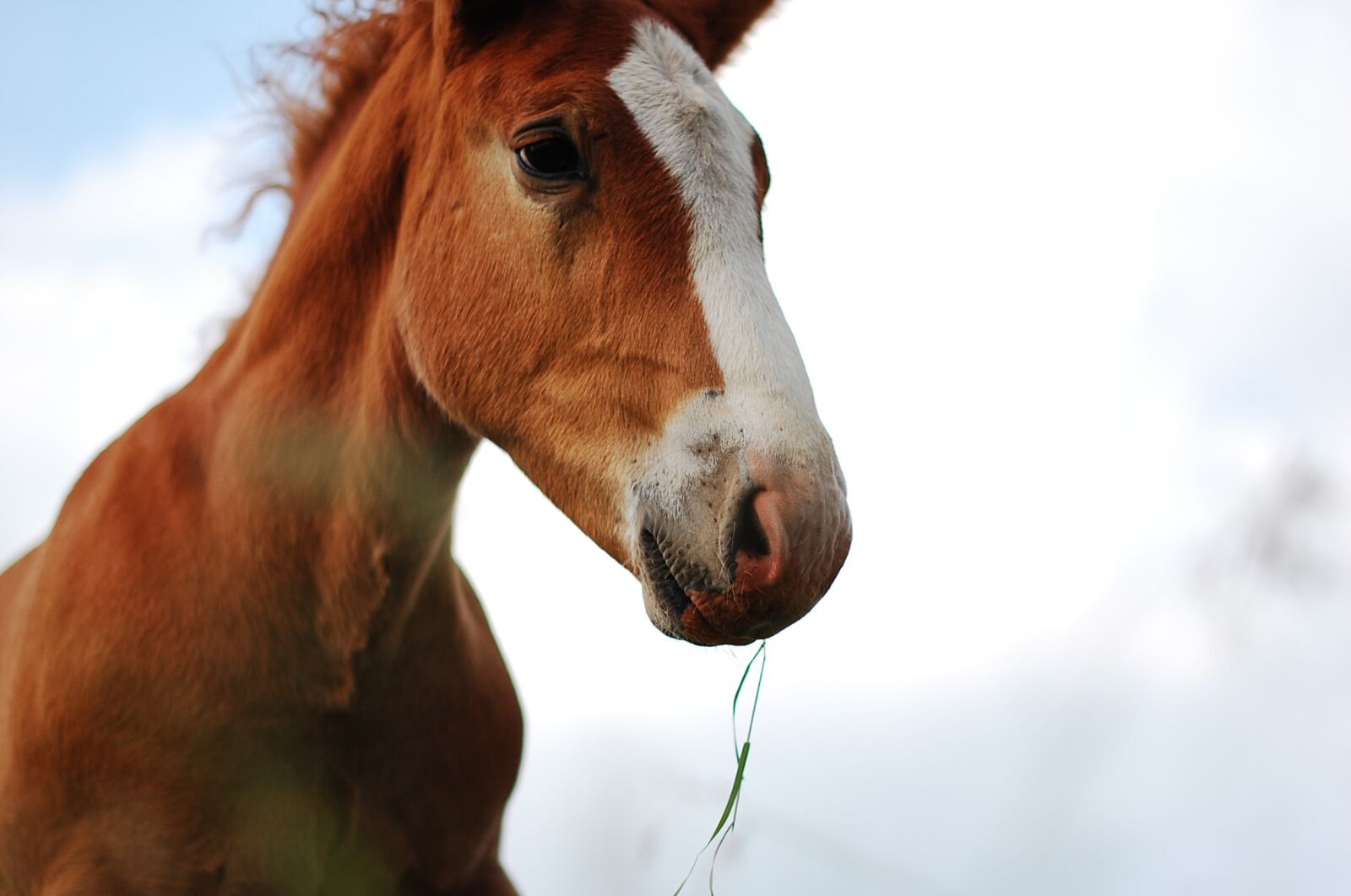 Nikon D40 sample photo. Horse, animal, eating photography