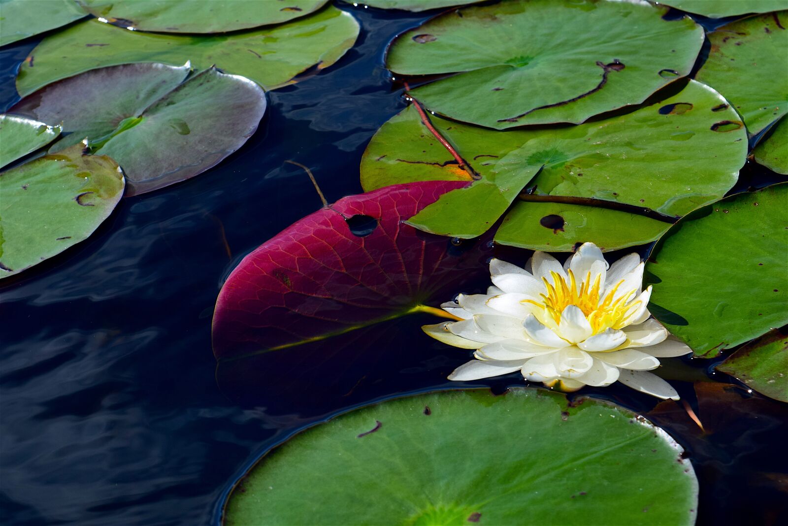 Nikon D3300 sample photo. Water lily, white, water photography
