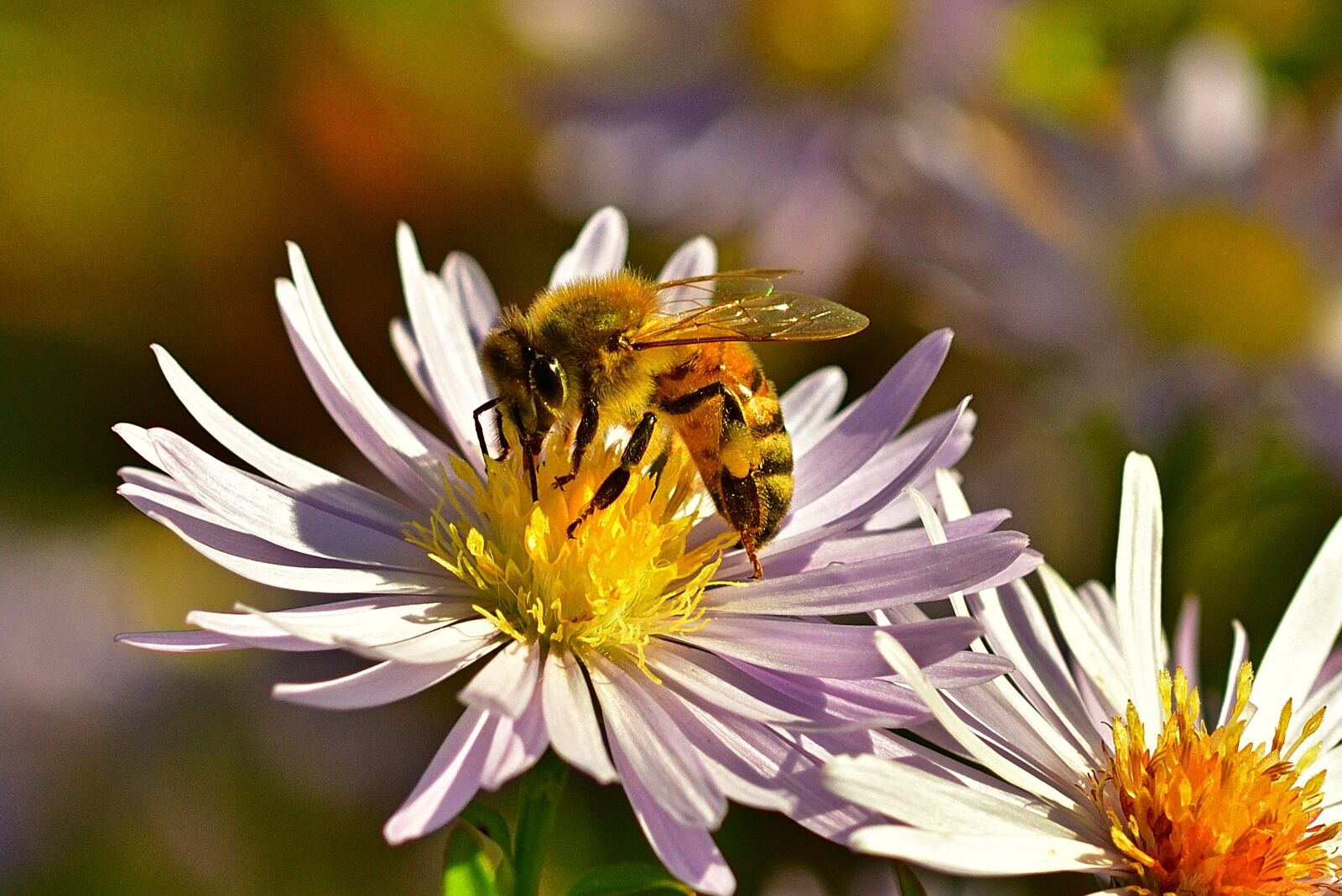 Nikon D5200 sample photo. Garden, autumn, blossom photography