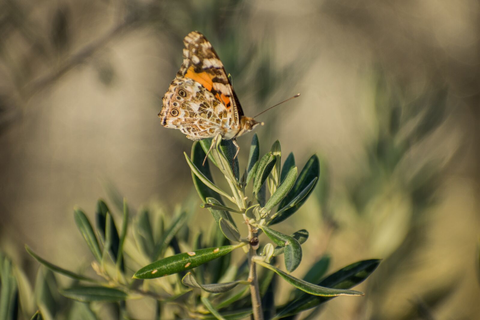 Nikon D7200 sample photo. Butterfly, plants, insects photography