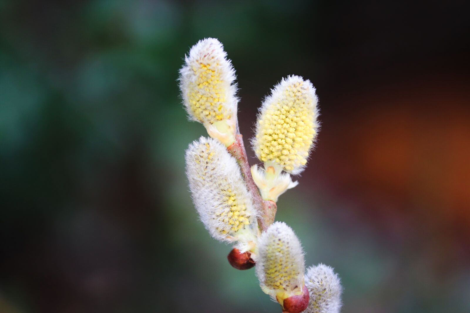 Canon EOS 200D (EOS Rebel SL2 / EOS Kiss X9) sample photo. Willow catkin, pasture, branch photography