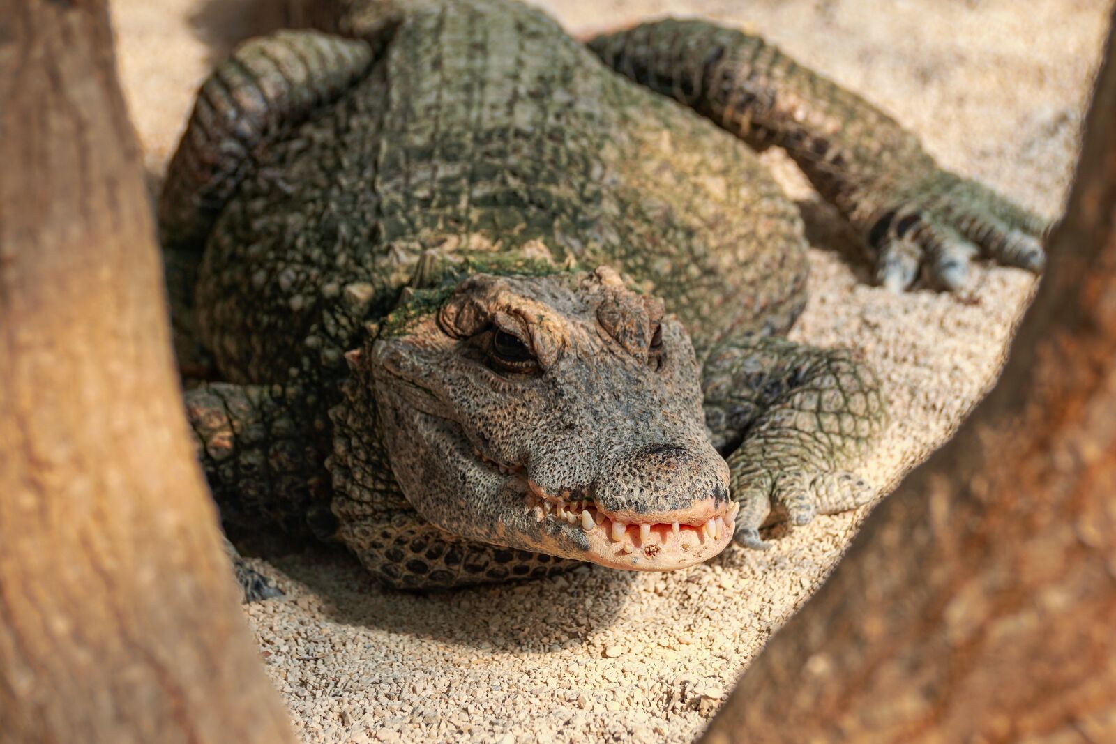 Sony DT 55-300mm F4.5-5.6 SAM sample photo. Crocodile, tooth, reptile photography