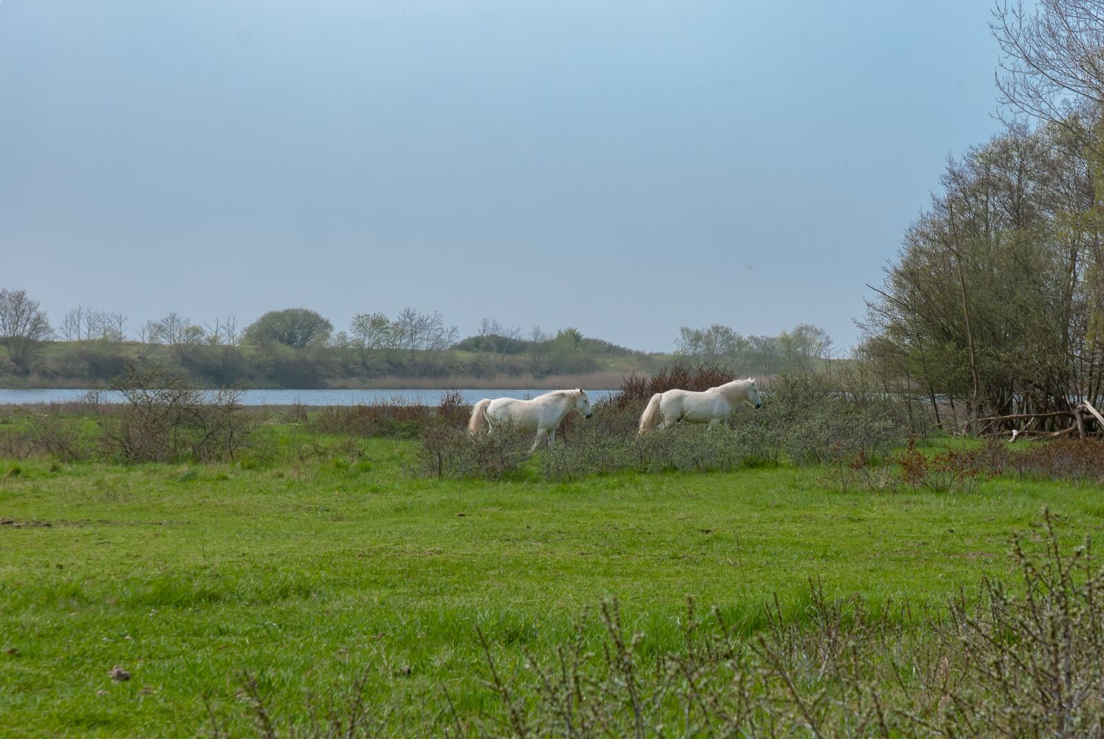Nikon D80 sample photo. Nature, field, prairie photography