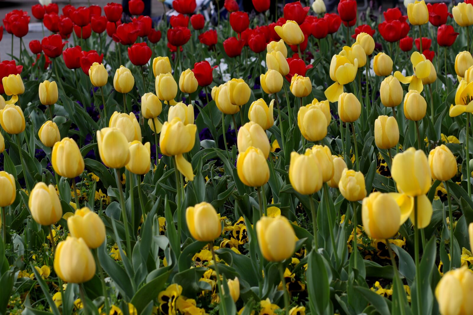 Canon EF 85mm F1.8 USM sample photo. Tulips, flowers, red photography