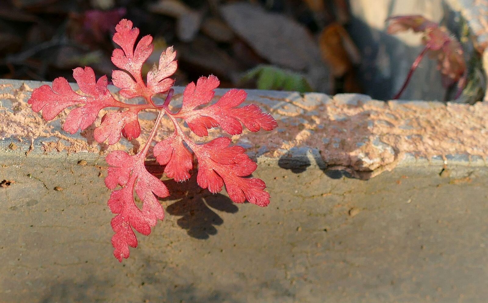 Panasonic Lumix DMC-FZ1000 sample photo. Weed, nature, leaf photography