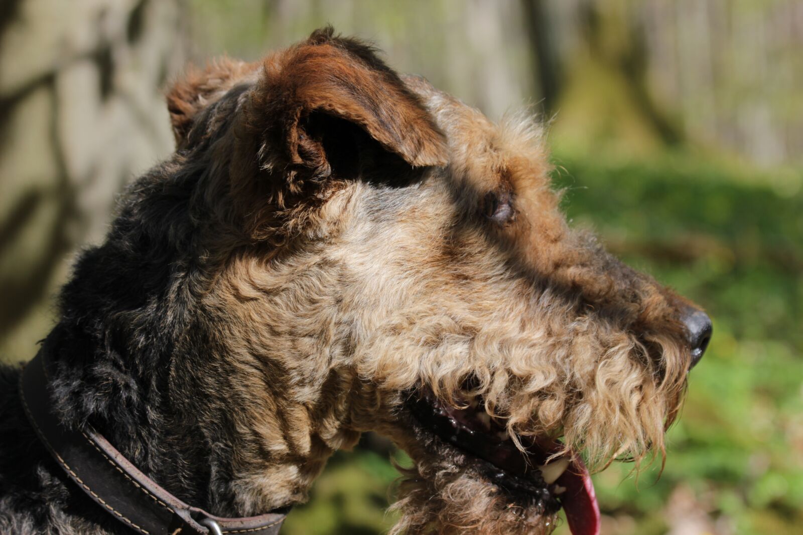 Canon EOS 550D (EOS Rebel T2i / EOS Kiss X4) sample photo. Dog, terrier, forest photography