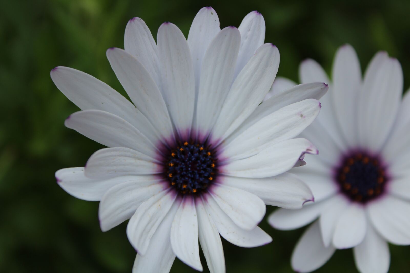Canon EOS 1300D (EOS Rebel T6 / EOS Kiss X80) sample photo. Flower, carthage, tunis photography