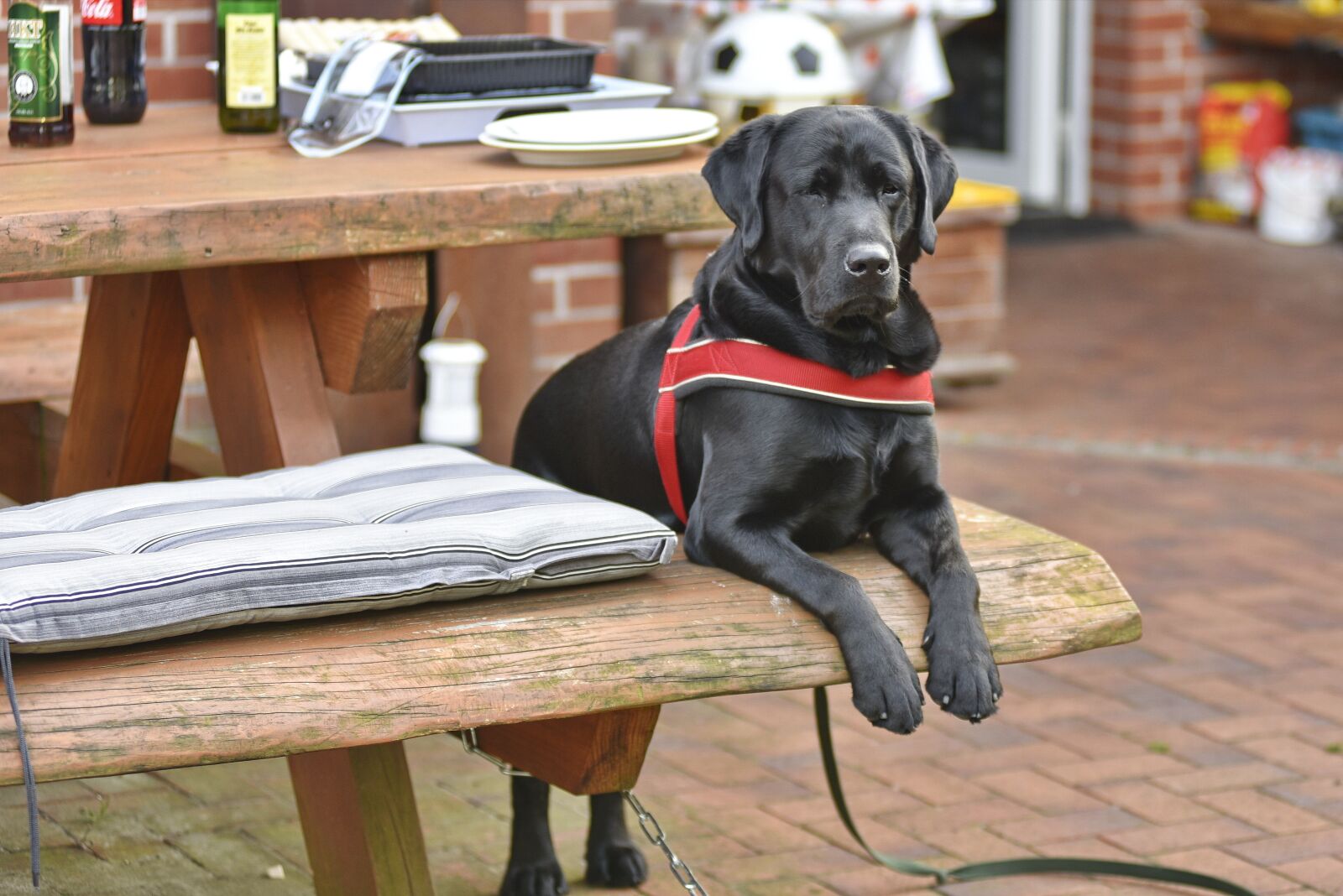 Nikon D750 sample photo. George, break, dog photography