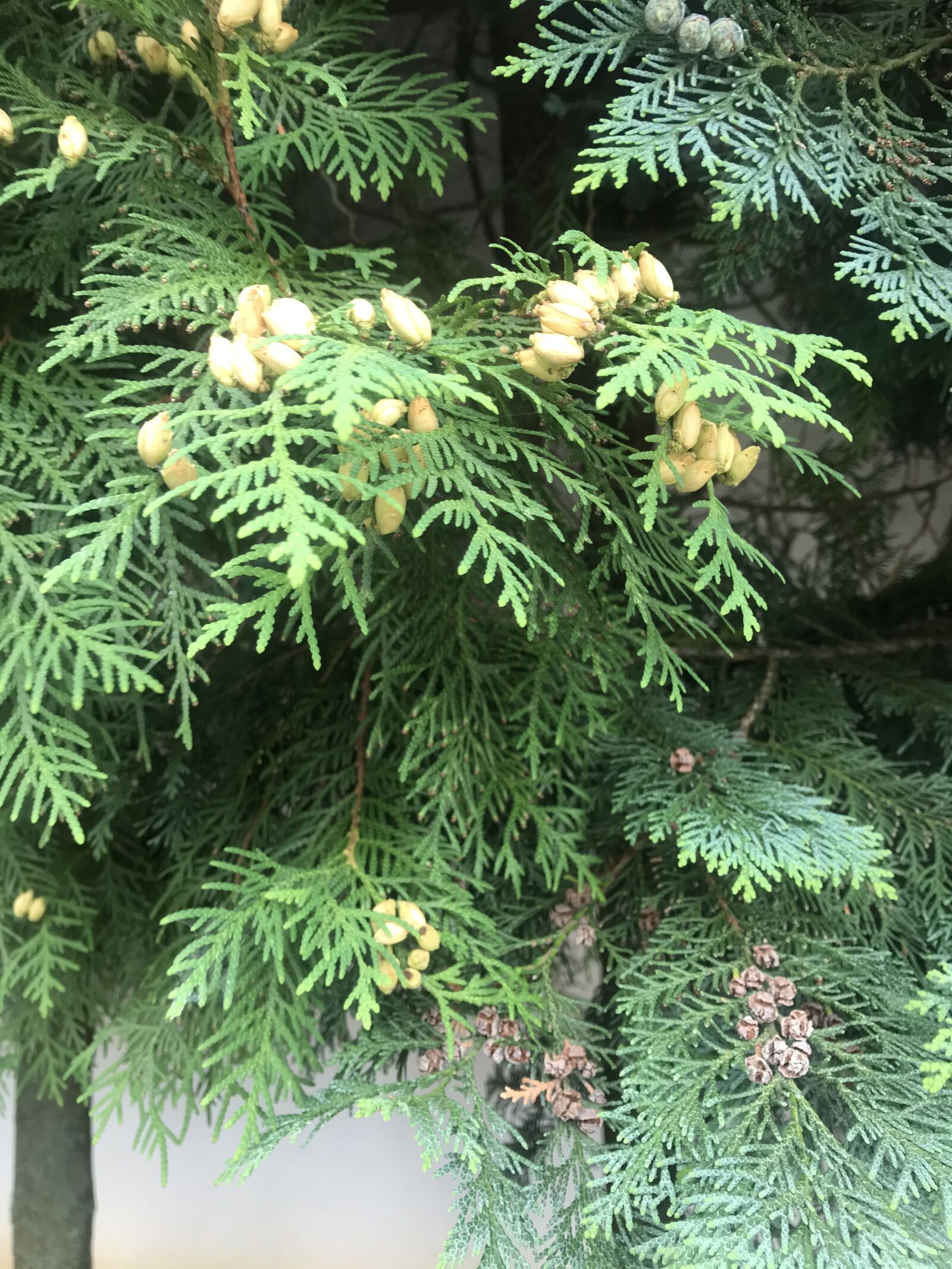 iPhone 7 back camera 3.99mm f/1.8 sample photo. Summer, shrubs, buds photography