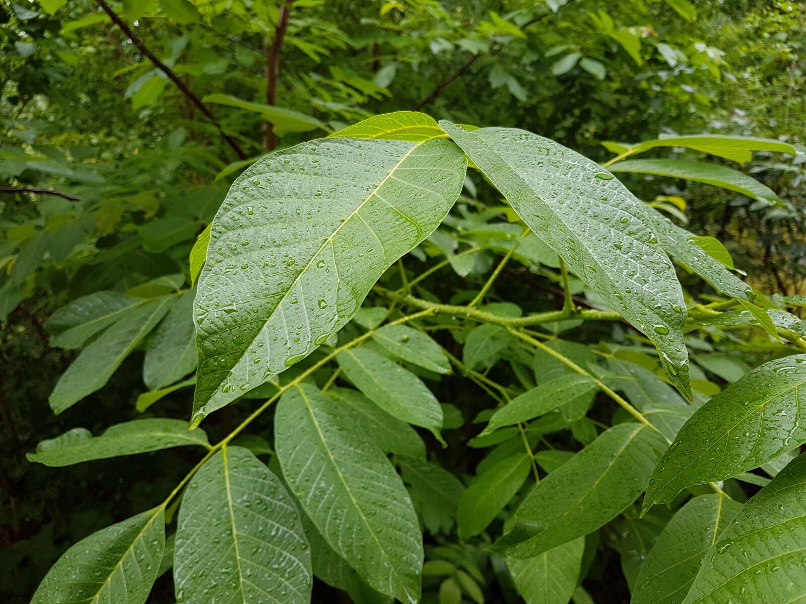 Samsung Galaxy S7 Edge sample photo. Leaves, nature, green photography