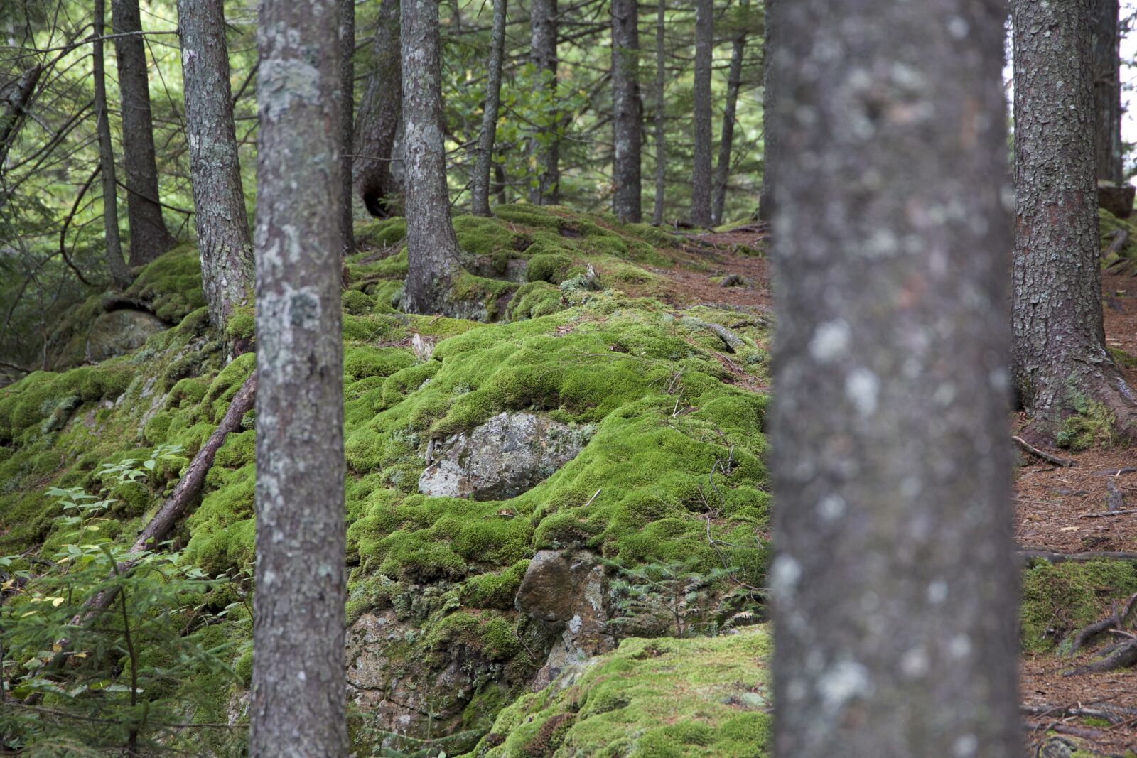 Canon EOS 6D sample photo. Green moss, forest moss photography