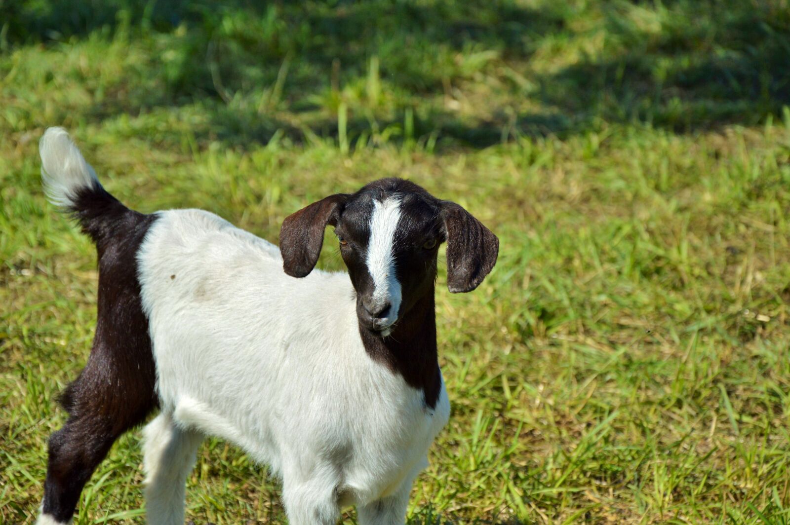 Nikon D3200 sample photo. Goat, prima donna, geiss photography
