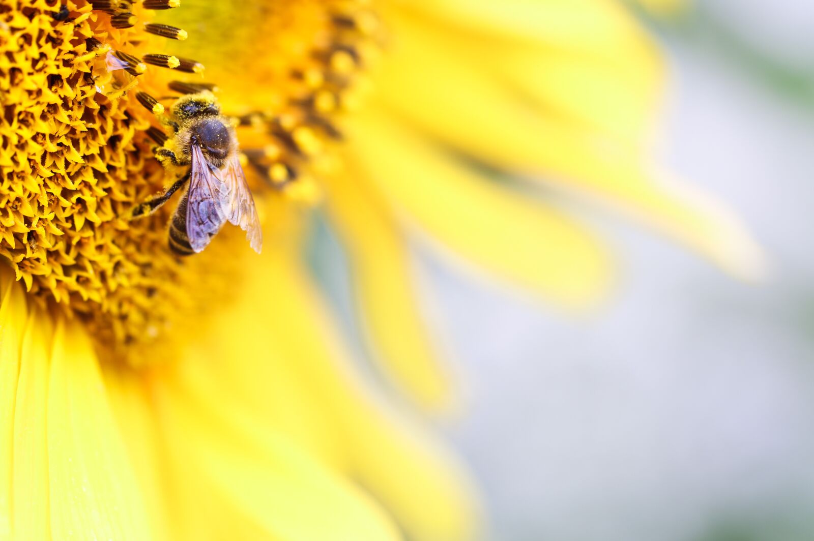 Tamron SP AF 60mm F2 Di II LD IF Macro sample photo. Bee, sunflower, pollen photography