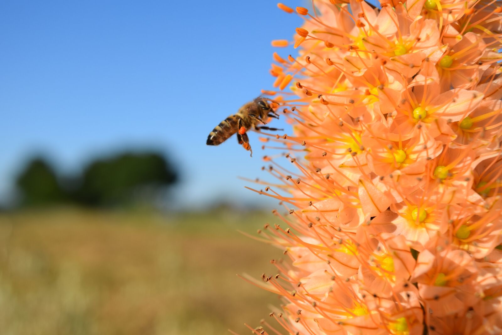 Nikon D3300 sample photo. Bee, eremurus, steppe candle photography