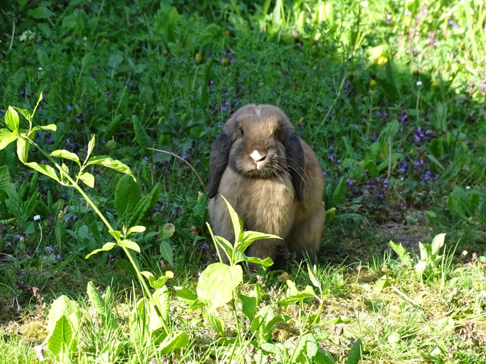 Sony Cyber-shot DSC-HX350 sample photo. Dwarf aries, hare, long photography