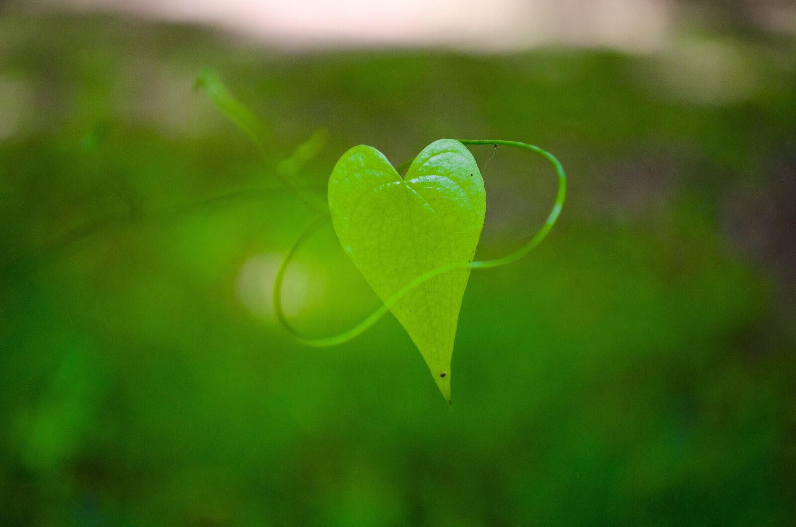 Nikon D7000 sample photo. Heart, green, nature photography
