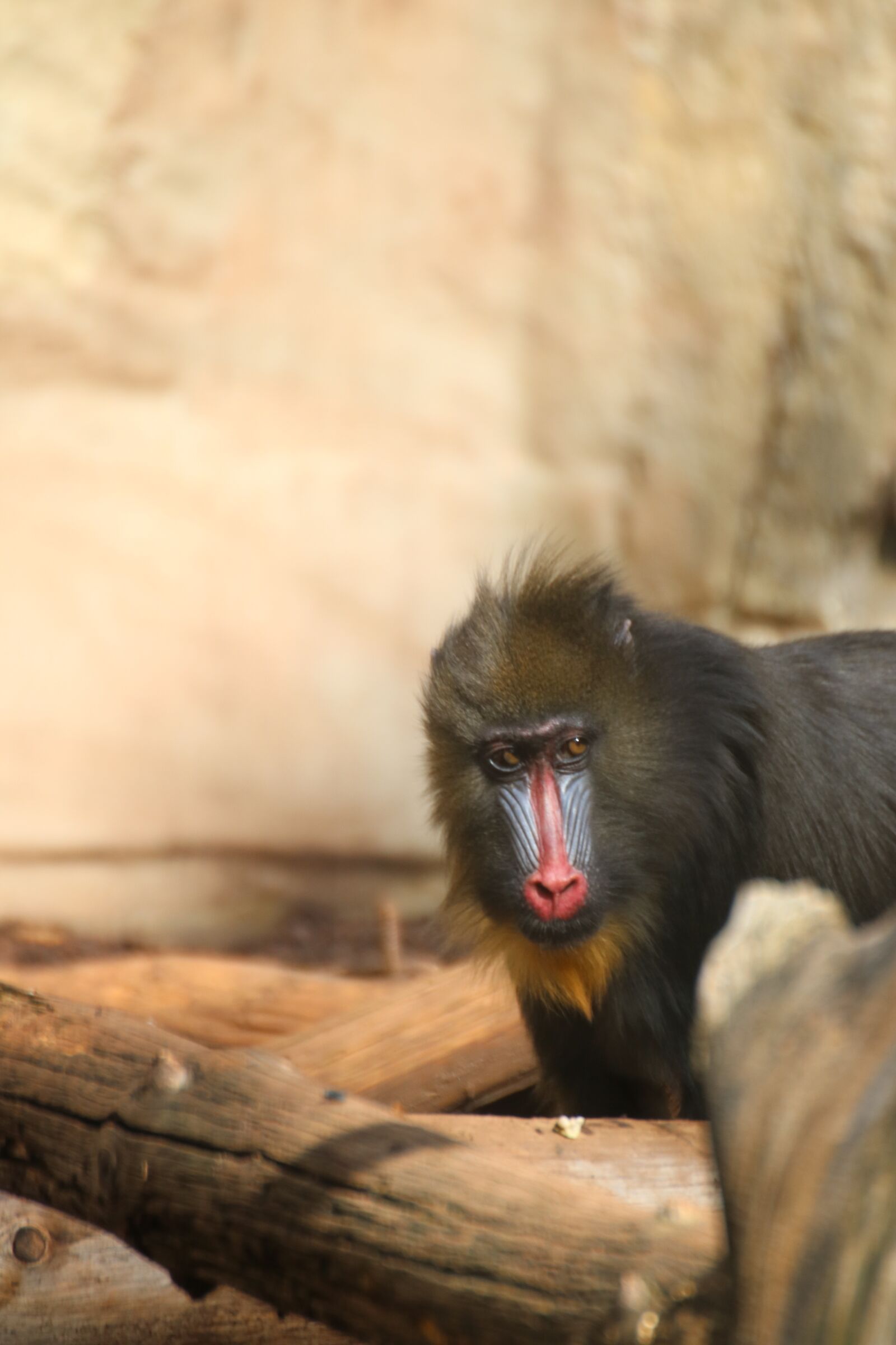 Canon EOS 750D (EOS Rebel T6i / EOS Kiss X8i) sample photo. Monkey, zoo, animals photography