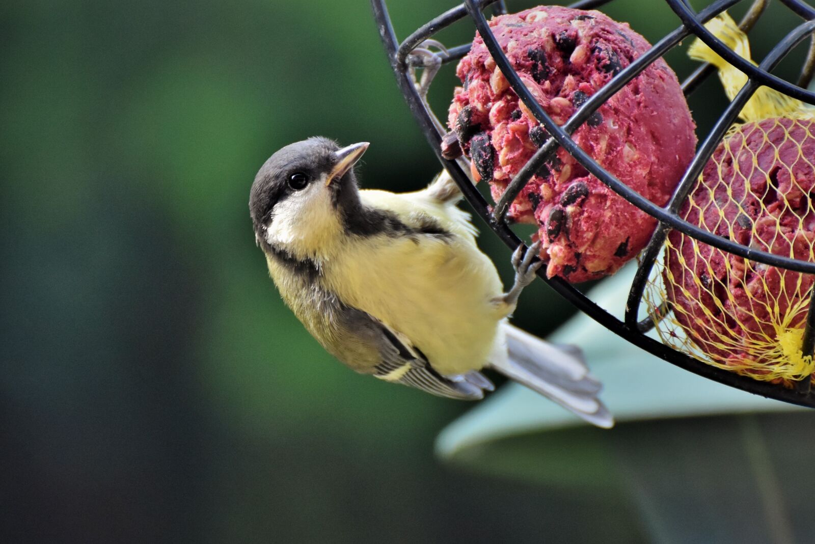 Nikon D7200 sample photo. Tit, songbird, small bird photography