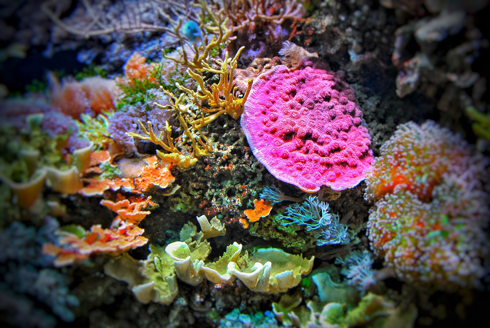 Nikon D3000 sample photo. Underwater world, diving, nature photography