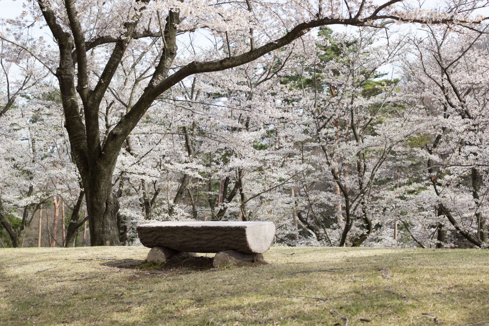 Canon EOS 100D (EOS Rebel SL1 / EOS Kiss X7) + Canon EF-S 18-55mm F3.5-5.6 IS STM sample photo. Flowers, cherry blossoms, japan photography