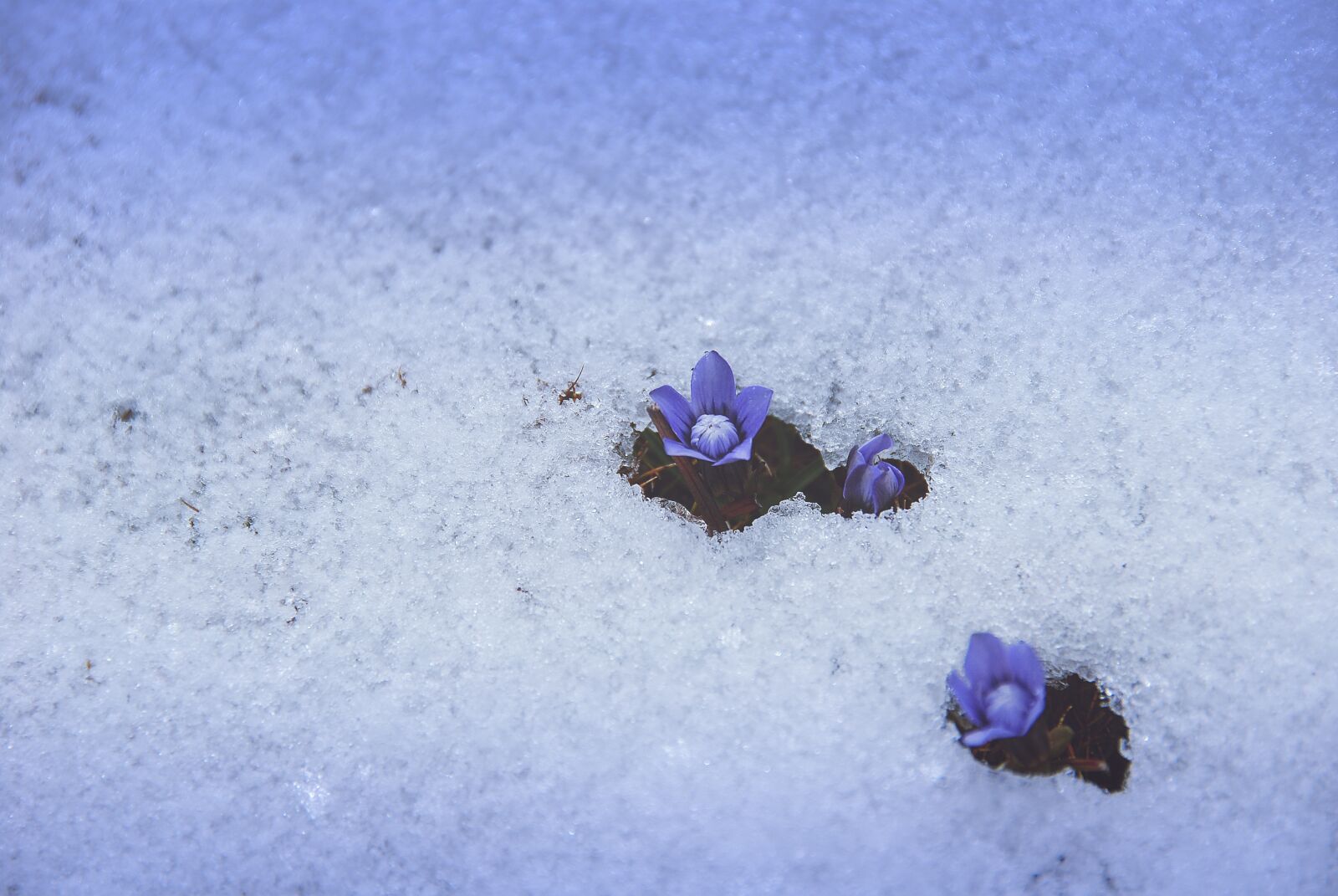 Nikon D40X sample photo. Flowers, ice, frost photography
