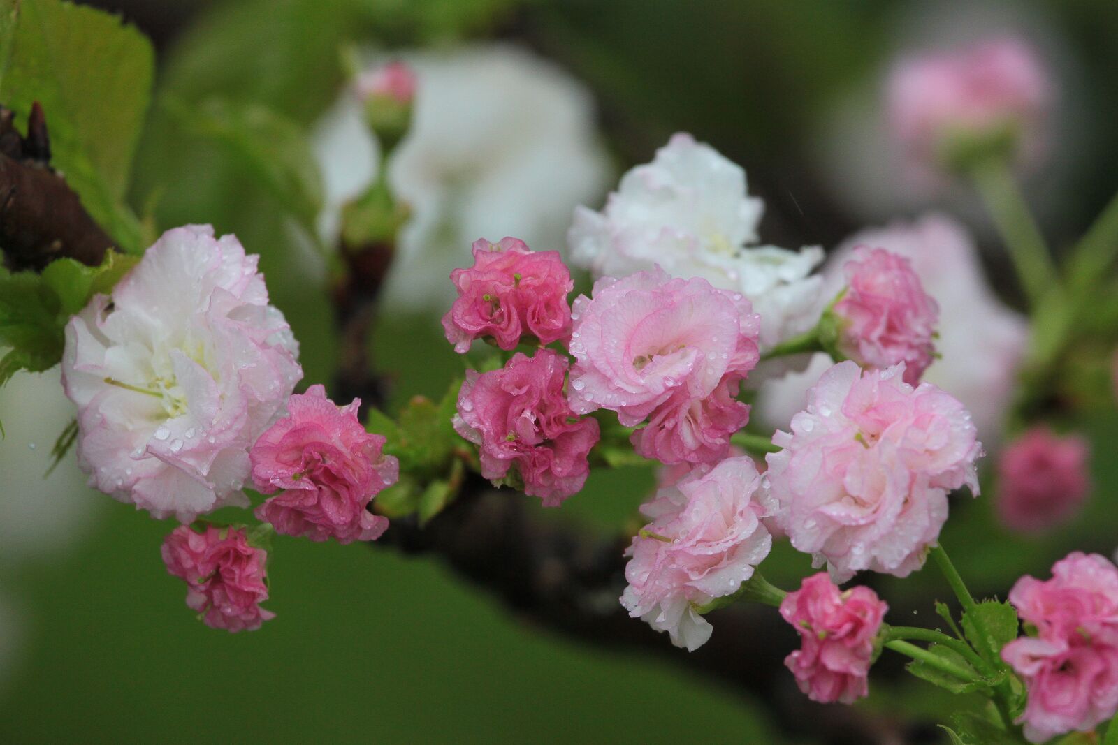 Canon EOS 500D (EOS Rebel T1i / EOS Kiss X3) sample photo. Flower, cherry blossoms, chrysanthemum photography