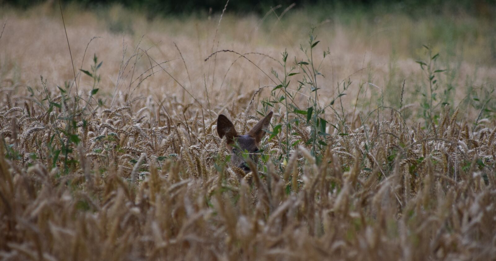 Nikon D5300 sample photo. Wheat, deer, field photography