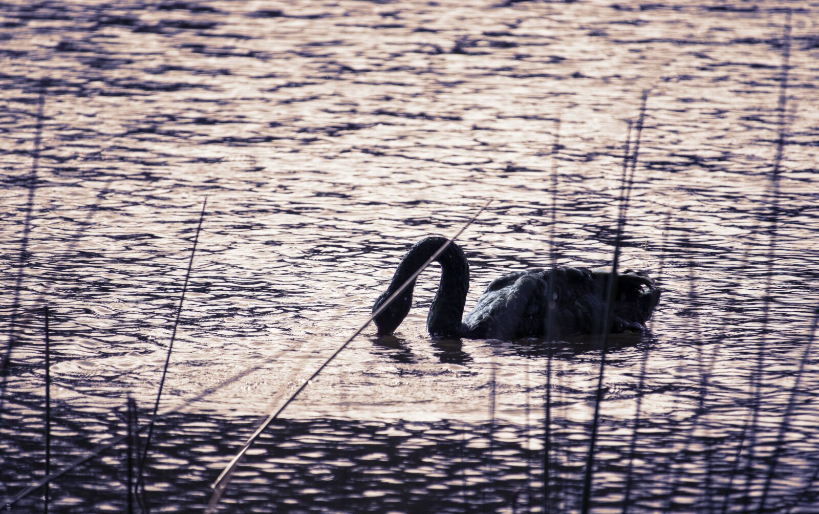 Canon EOS 250D (EOS Rebel SL3 / EOS Kiss X10 / EOS 200D II) sample photo. Swan, cygnus atratus, western photography