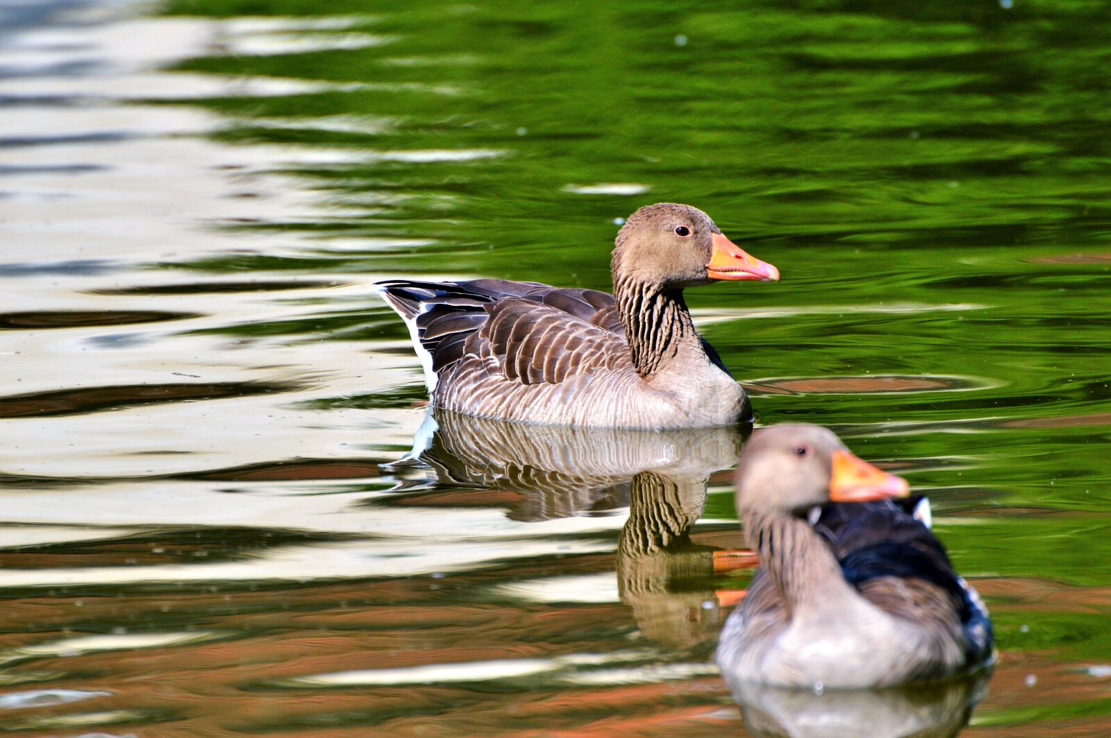 Nikon D3200 sample photo. Wild goose, goose, bird photography