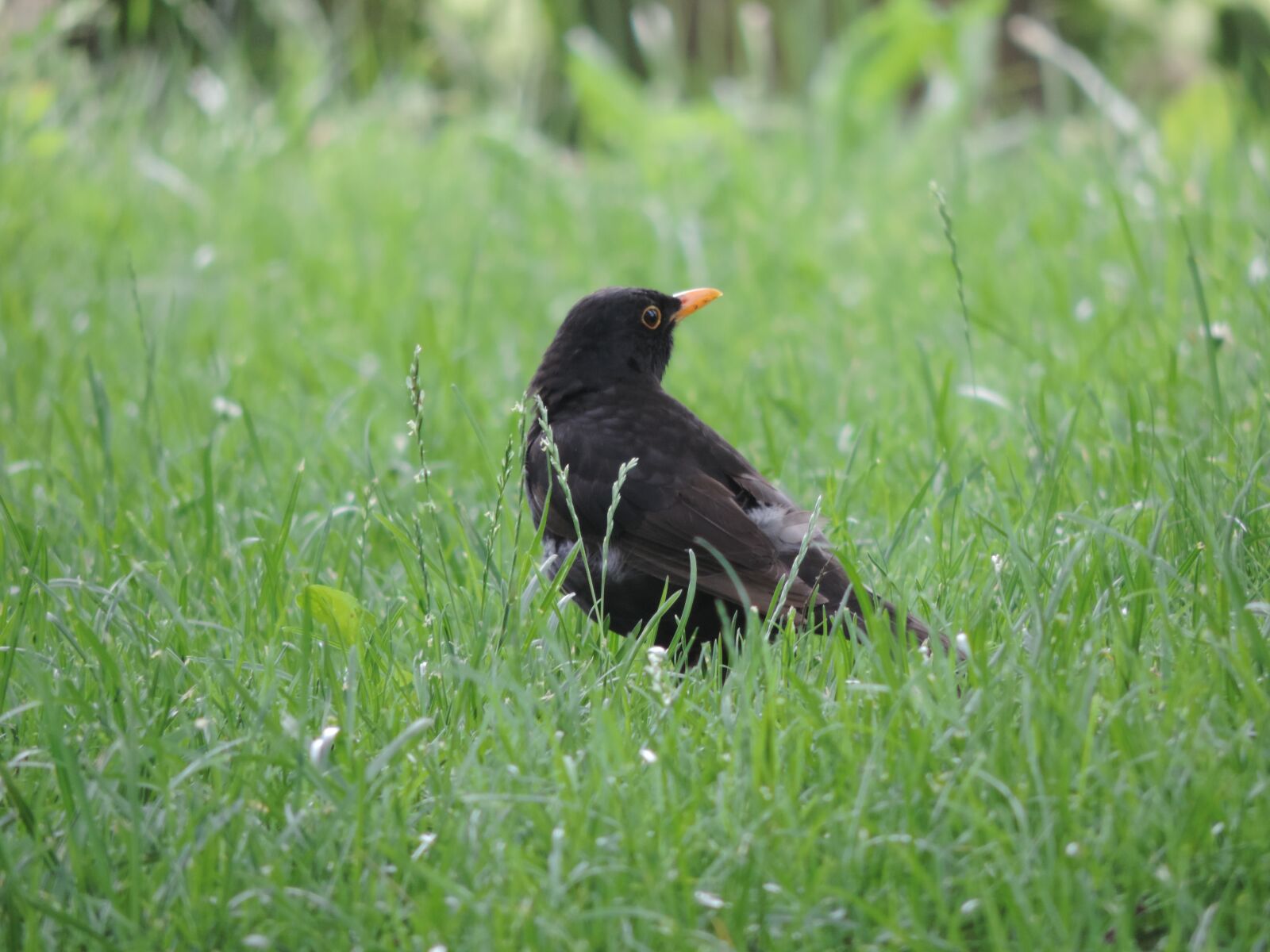 Nikon Coolpix P520 sample photo. Blackbird, bird, nature photography