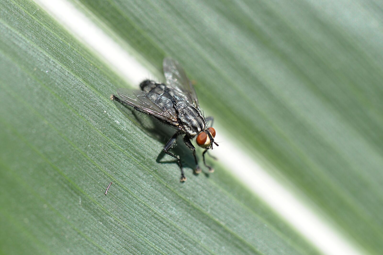 Nikon D610 sample photo. Fly, insect, macro photography