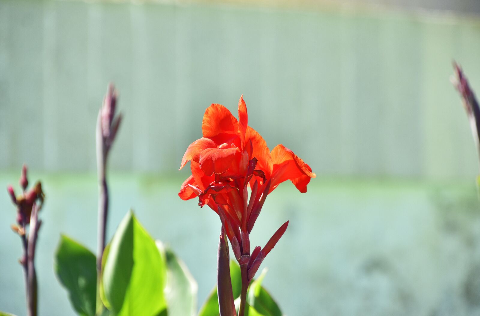 Nikon D7200 sample photo. Flower, garden, plant photography