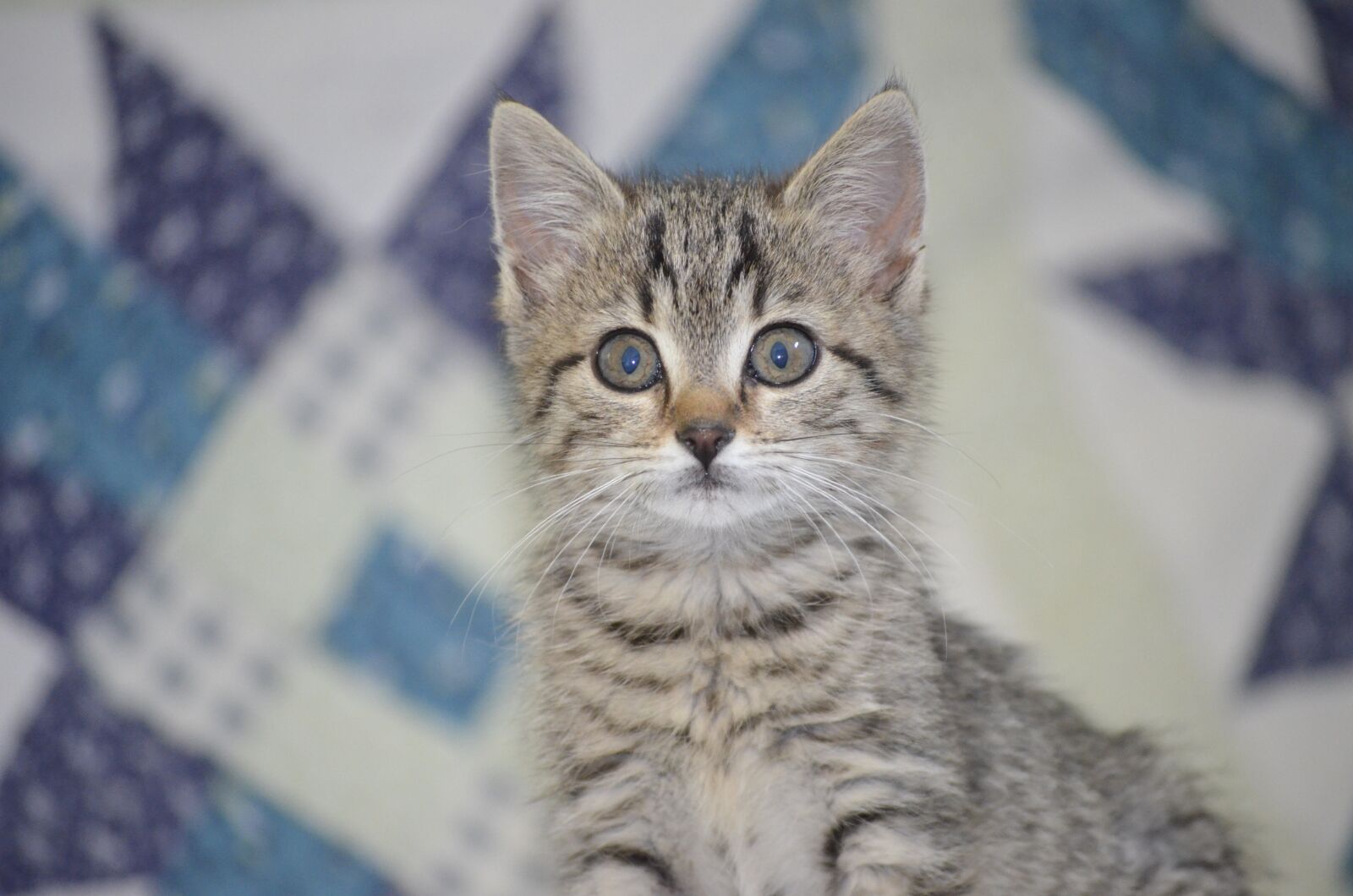 Nikon D5100 sample photo. Tiger, attention, small cat photography