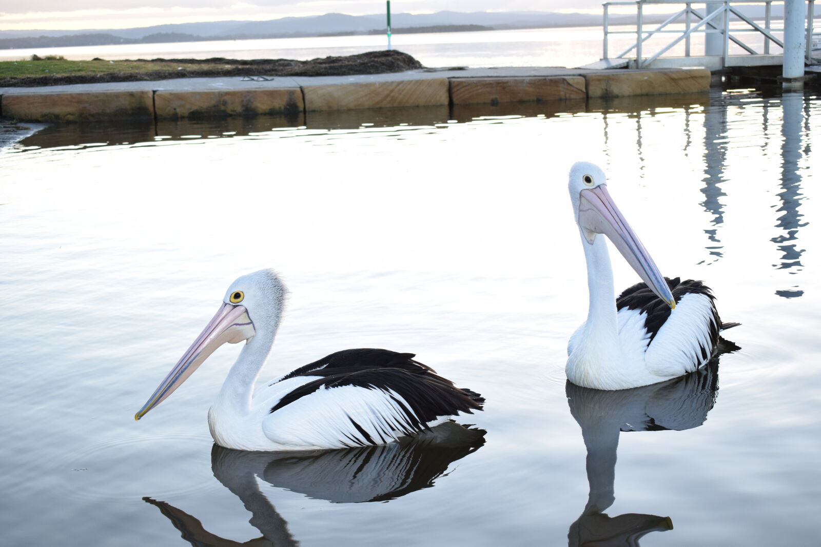 Nikon AF-P DX Nikkor 18-55mm F3.5-5.6G sample photo. Pelicans photography