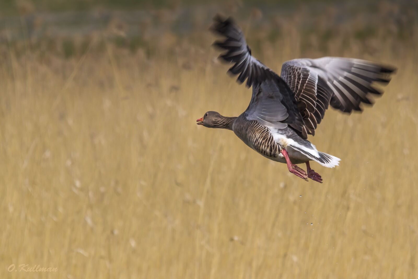 Canon EOS 7D sample photo. Greylag, bird, fly photography
