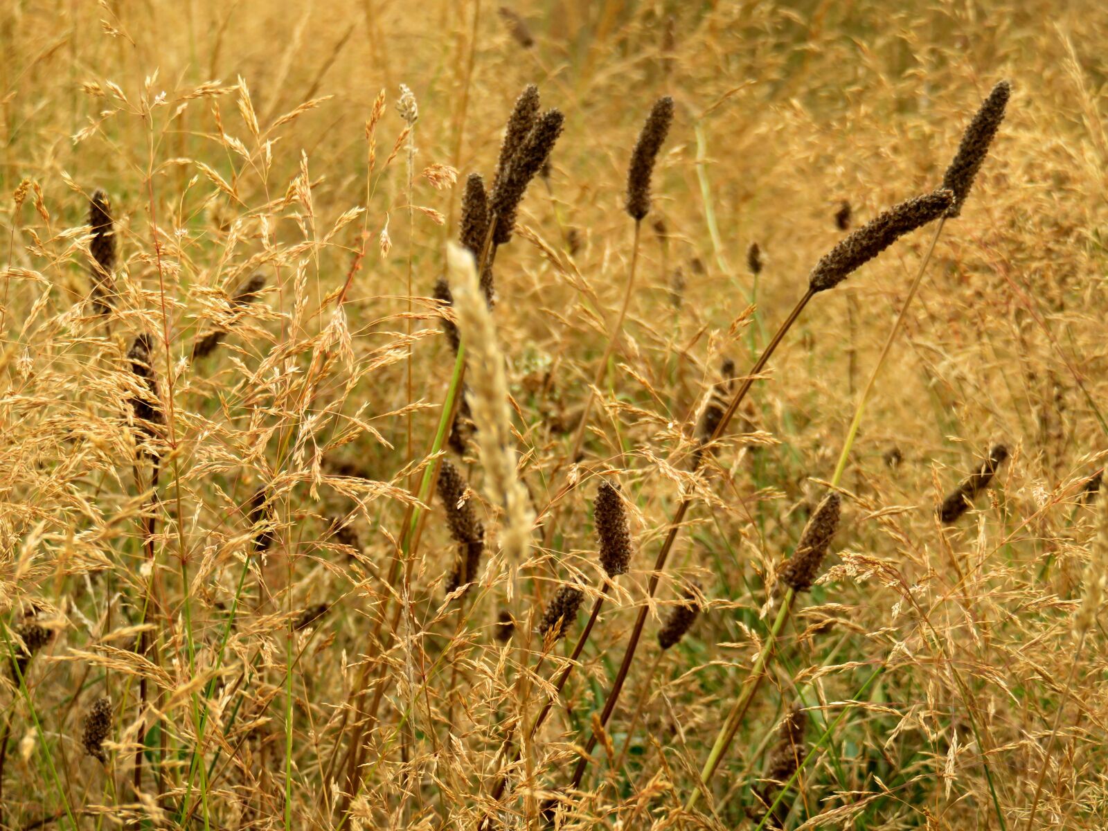 Canon PowerShot SX710 HS sample photo. Grass, golden, summer photography