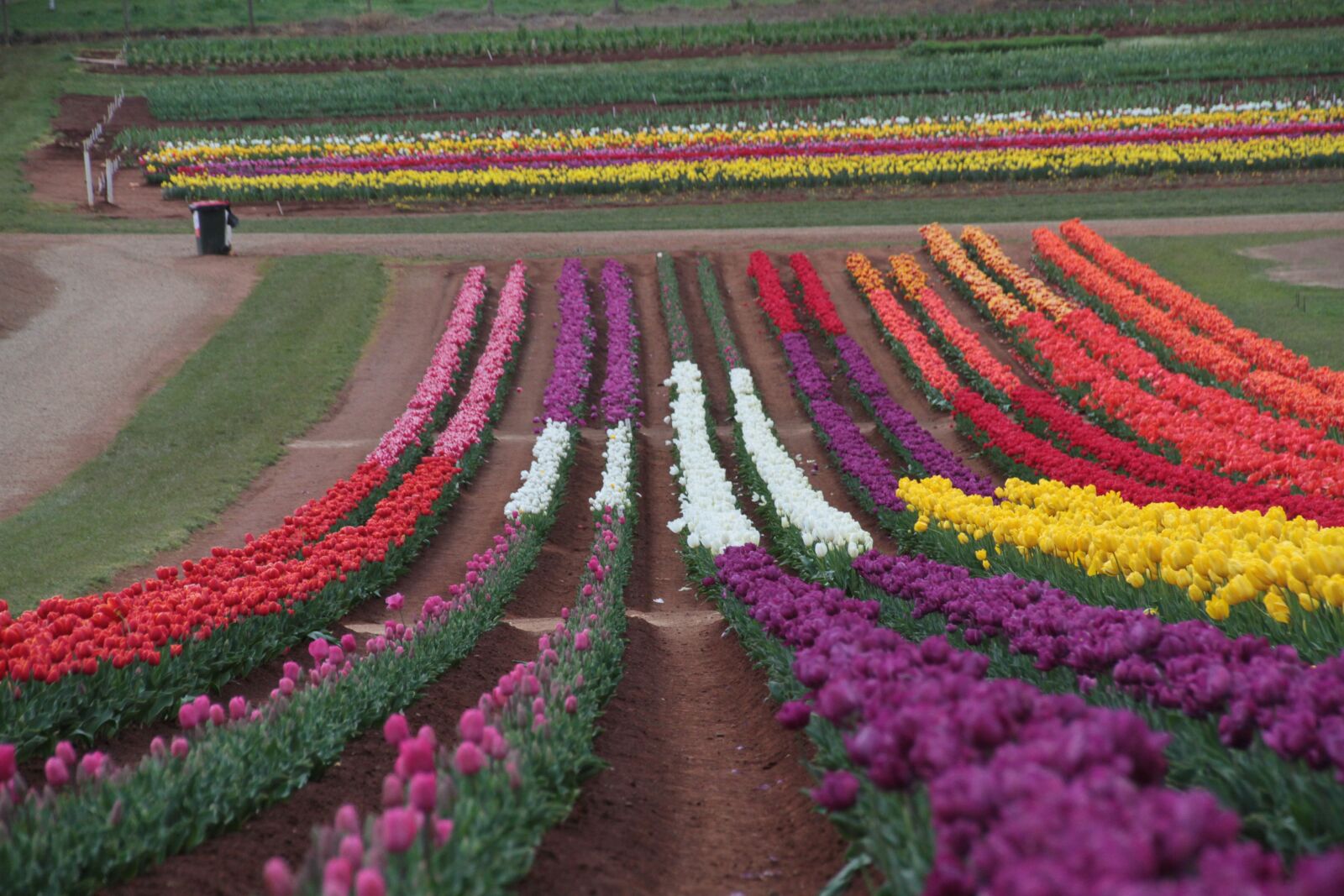 Canon EOS 7D sample photo. Tulip, flower, bloom photography