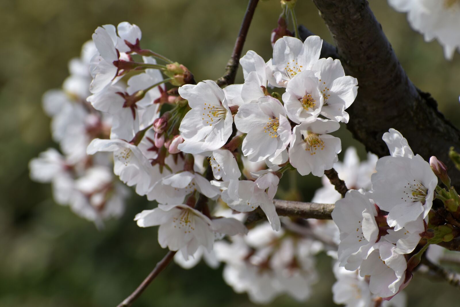 Nikon D7200 sample photo. Natural, landscape, plant photography