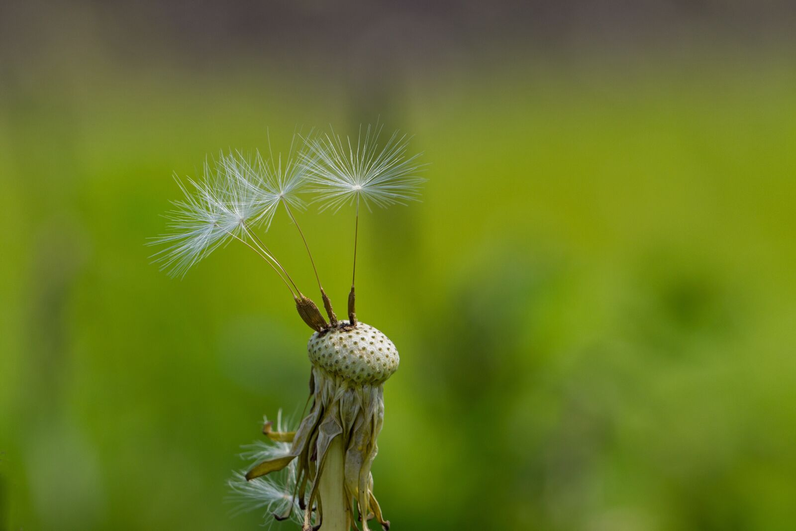 Canon EF 100mm F2.8L Macro IS USM sample photo. Dandelion, spring, close up photography