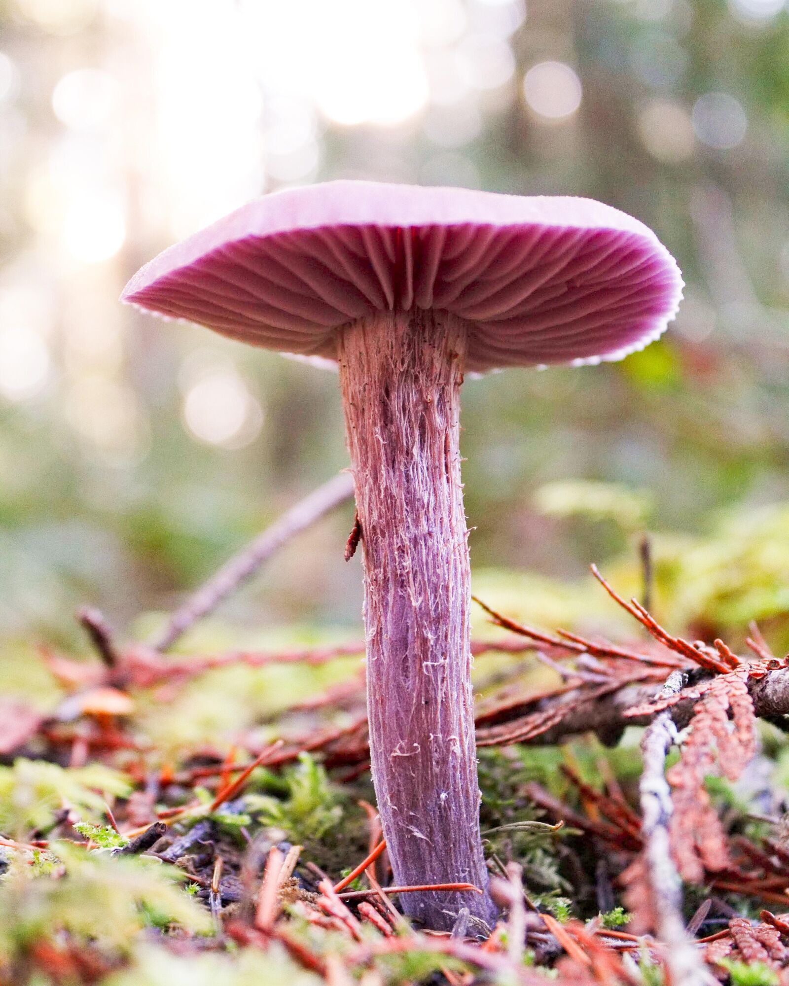 Canon EOS 1100D (EOS Rebel T3 / EOS Kiss X50) sample photo. Mushroom, fungi, fungus photography