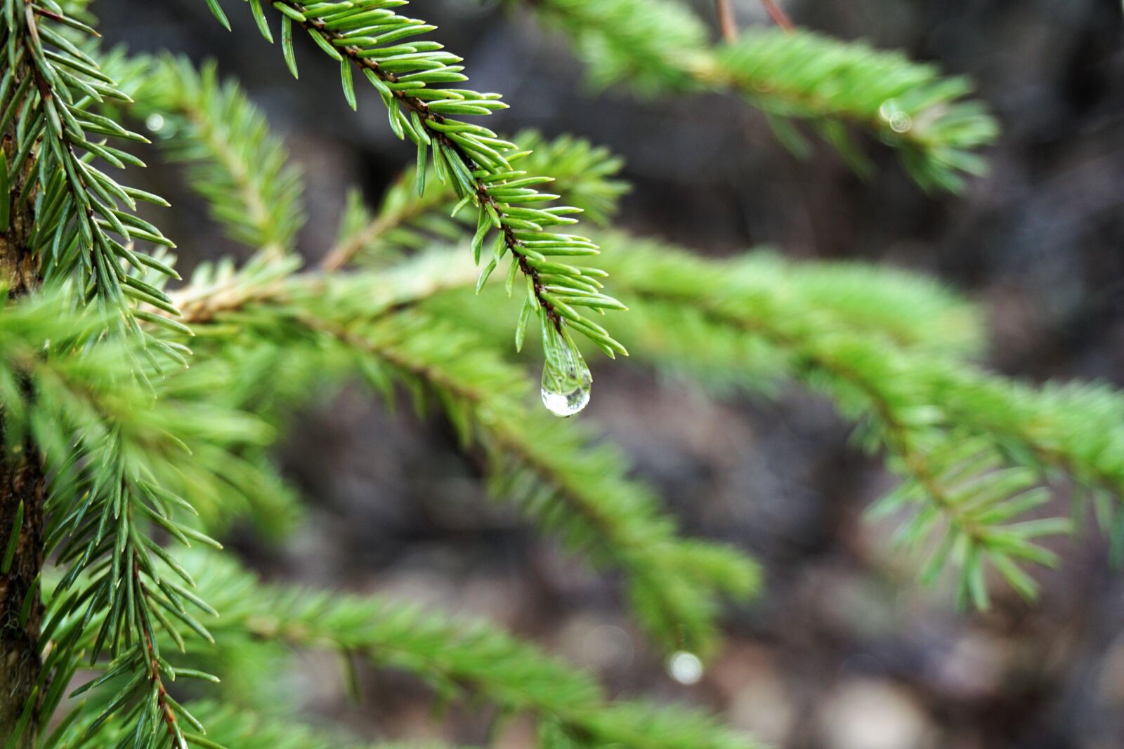 Sony E 16-50mm F3.5-5.6 PZ OSS sample photo. Relaxing, rain drop, water photography