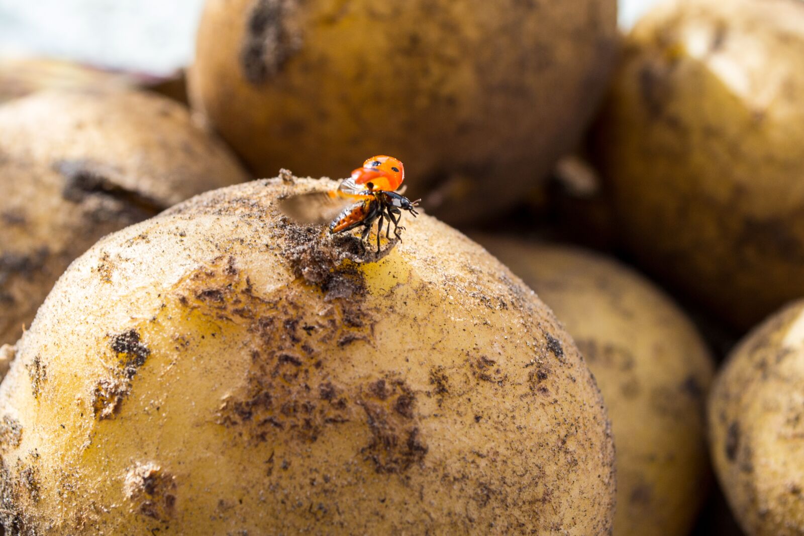 Nikon D3100 sample photo. Ladybug, potato, flying photography